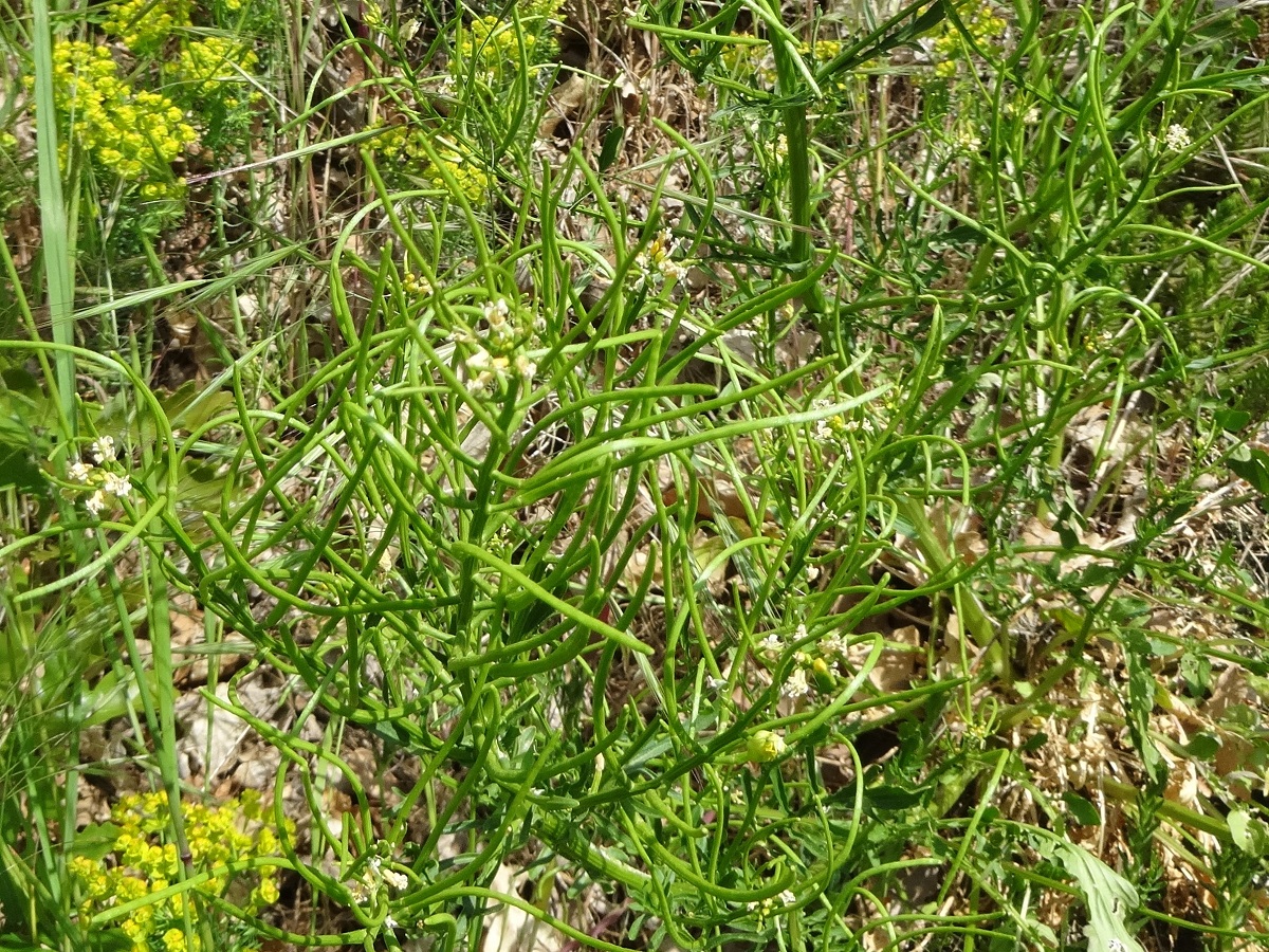 Barbarea verna (Brassicaceae)